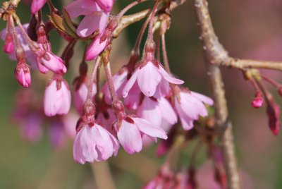 Prunus subhirtella 'Pendula' - višeň chloupkatá 'Pendula' - detaily květů